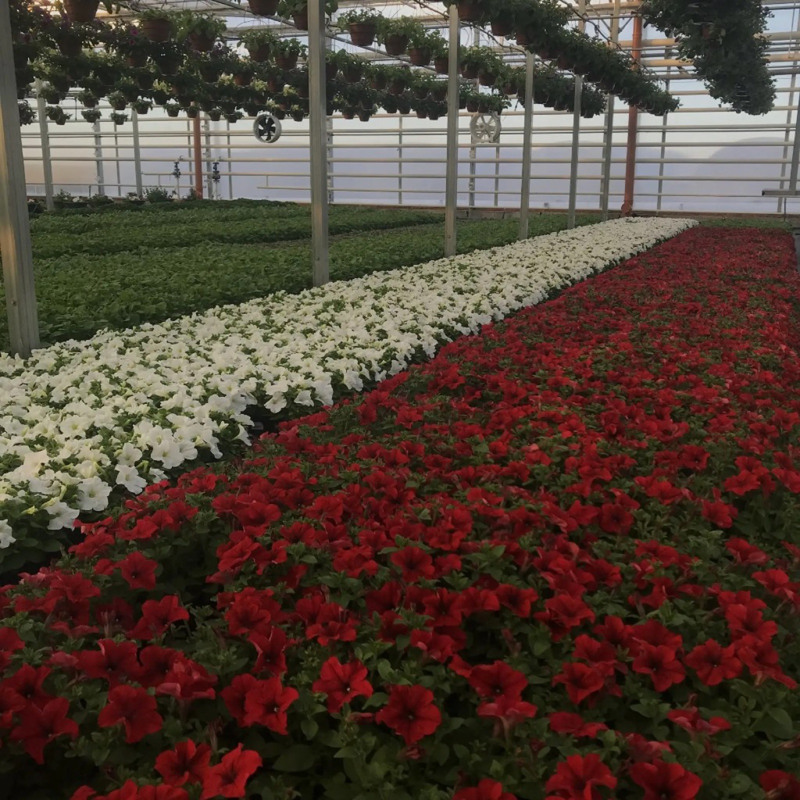 Широкие ряды красной и белой петунии в теплице