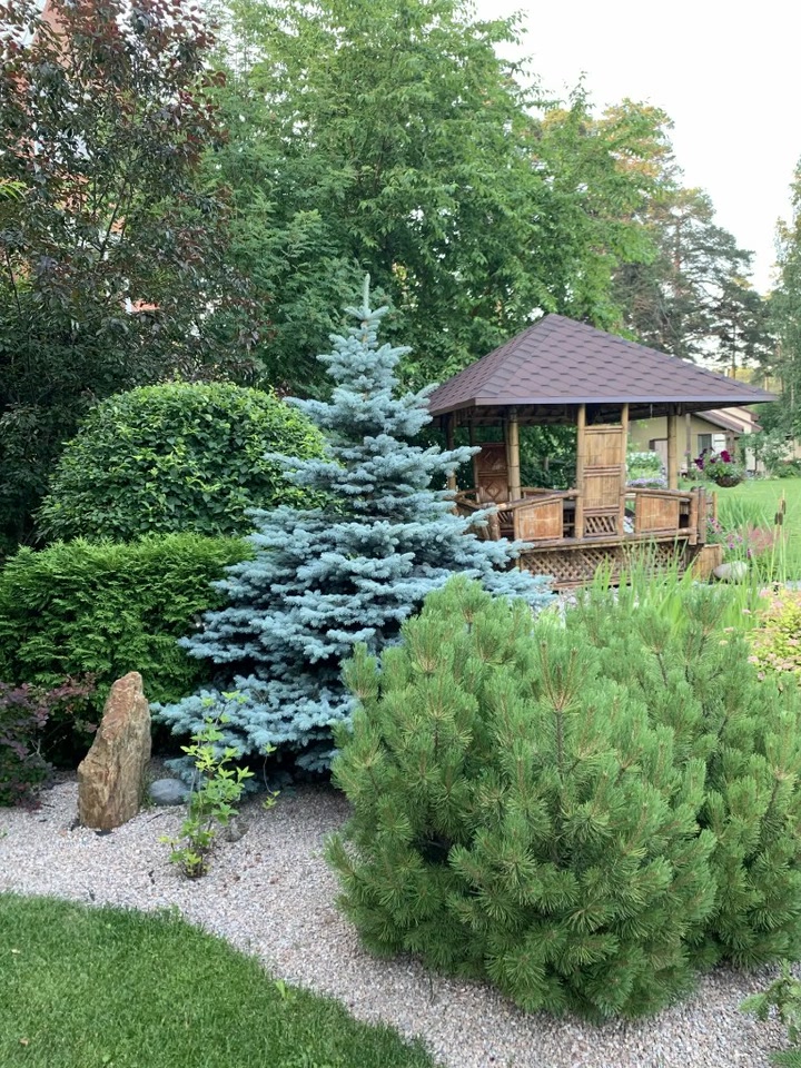 Композиция хвойных в ландшафте: голубая ель, сосна и туя на декоративной щебёнке