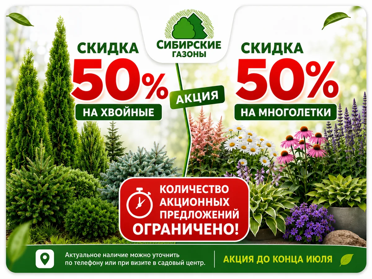 Акция до конца июля: скидка 50% на хвойные и скидка 50% на многолетки. Количество акционных предложений ограничено. Актуальное наличие можно уточнить по телефону или при визите в садовый центр.