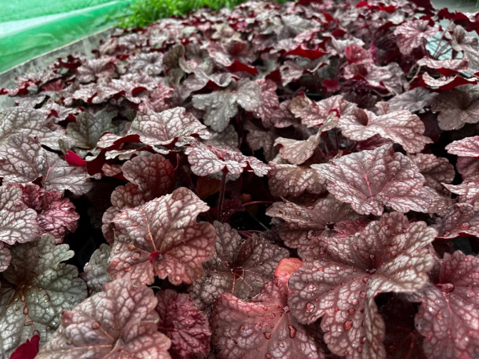 Гейхера с бордовой листвой и серебристым налётом в питомнике