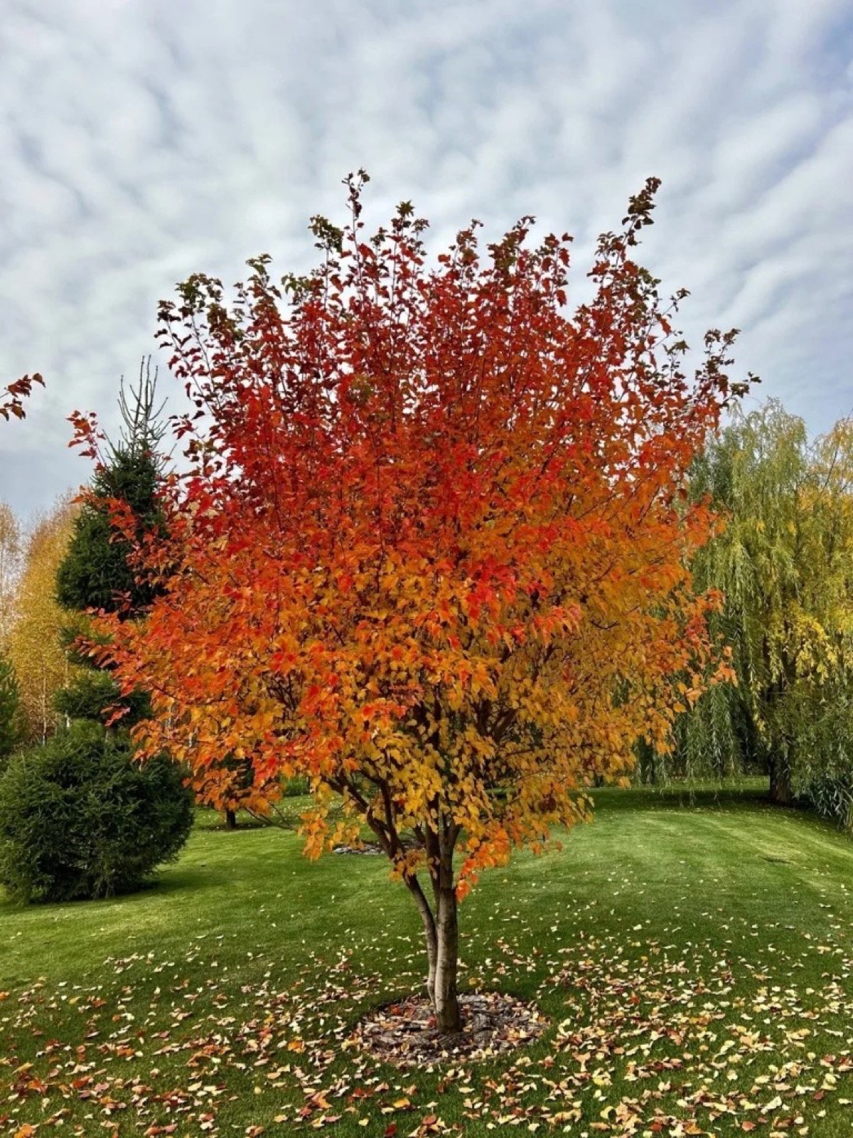 Осенняя окраска лиственного дерева
