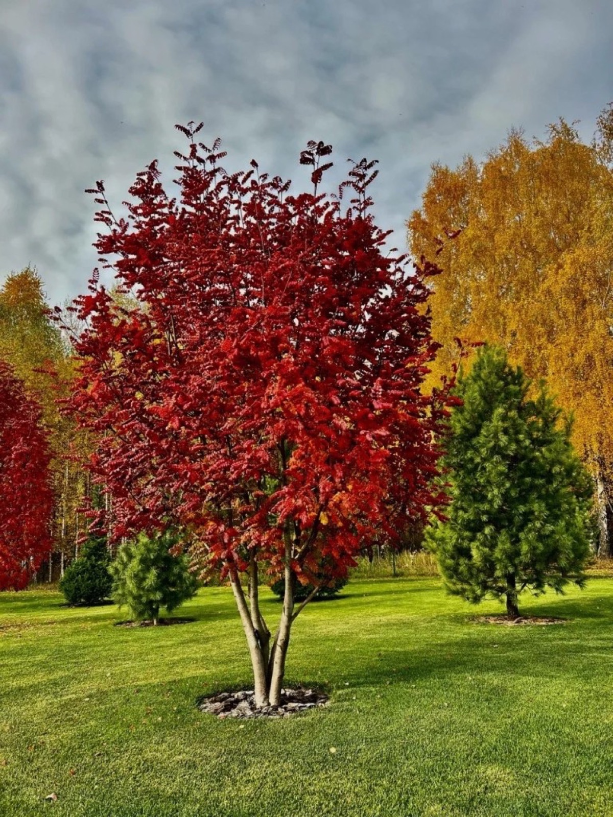 Краснолистное дерево в осеннем саду