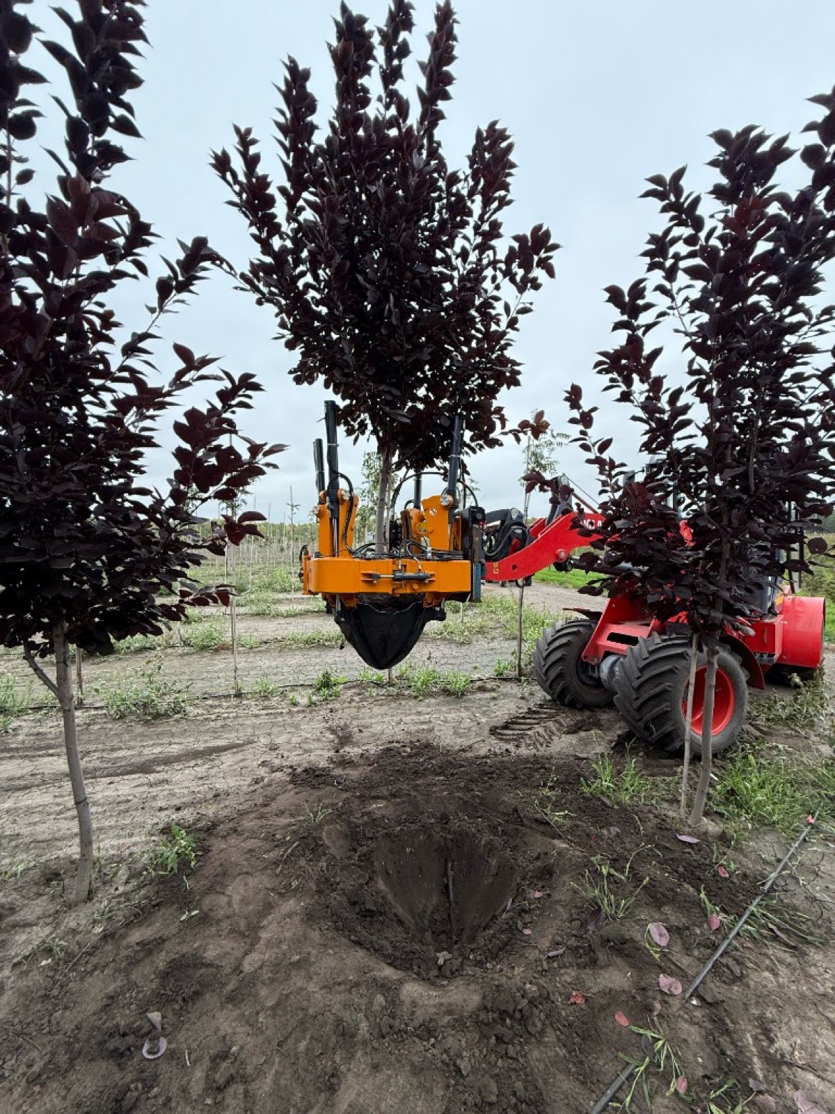 Пересадка крупномерного дерева в питомнике