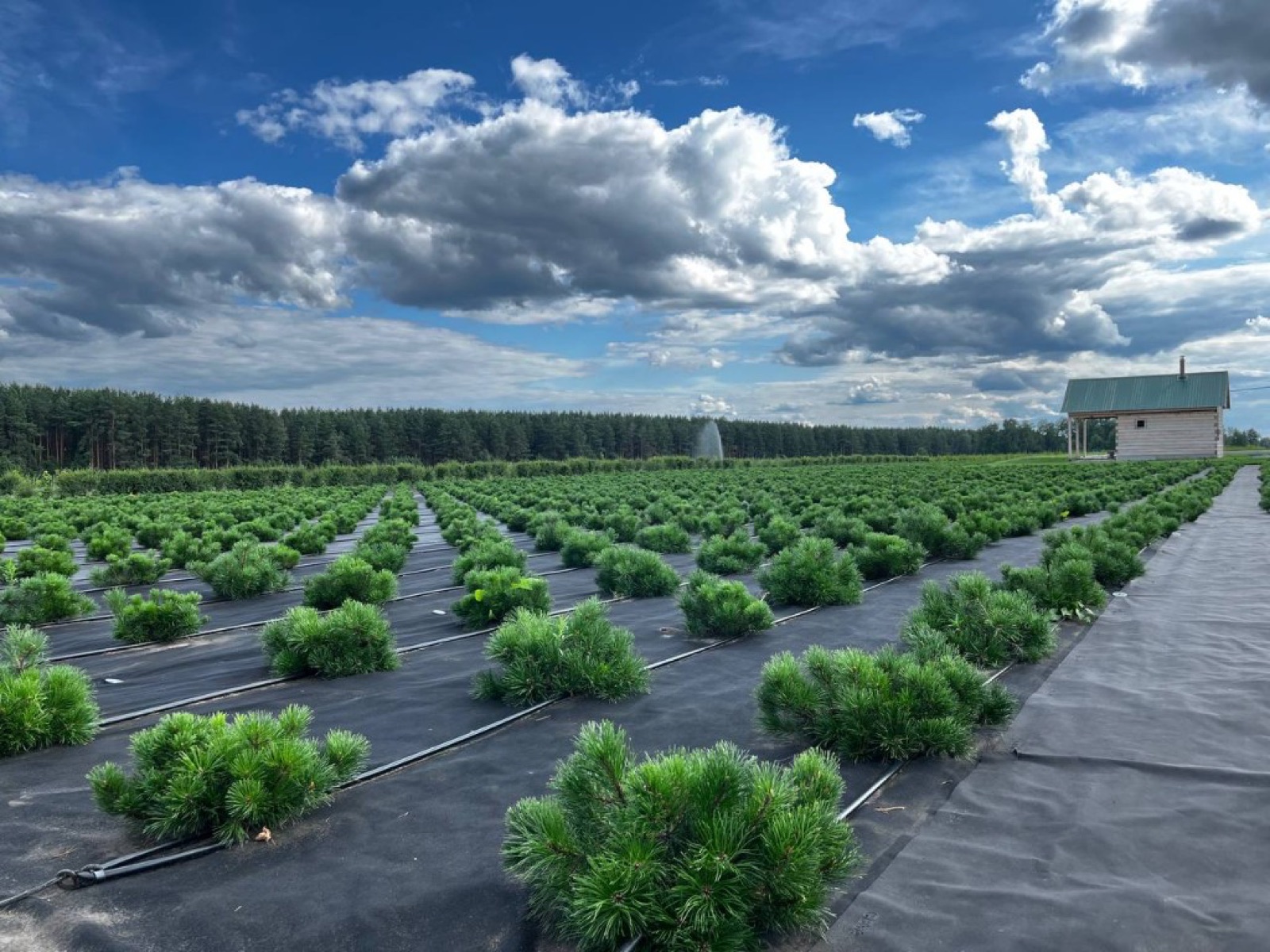 Ряды хвойных растений на производственной площадке