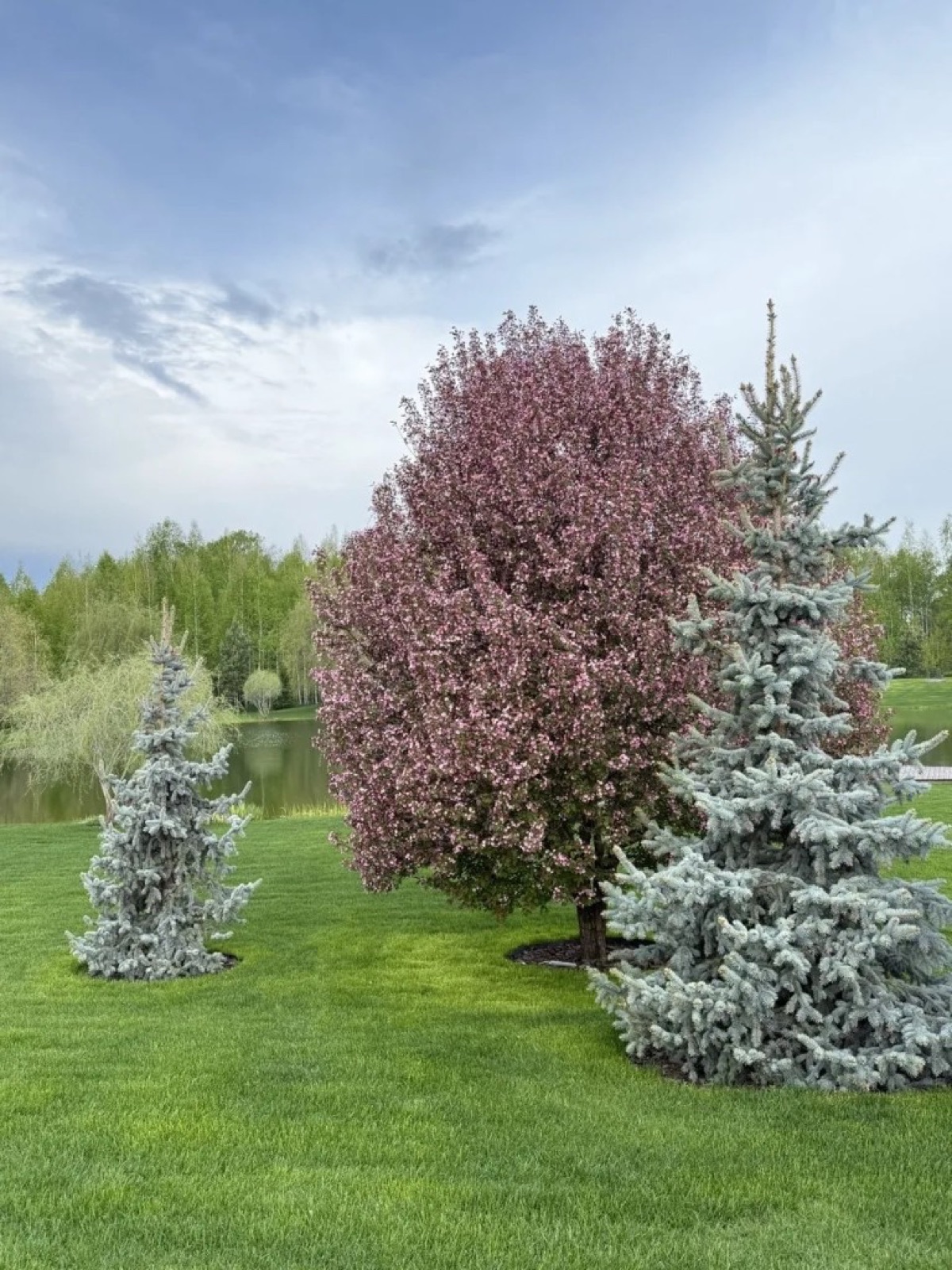 Хвойные и декоративное дерево возле водоема