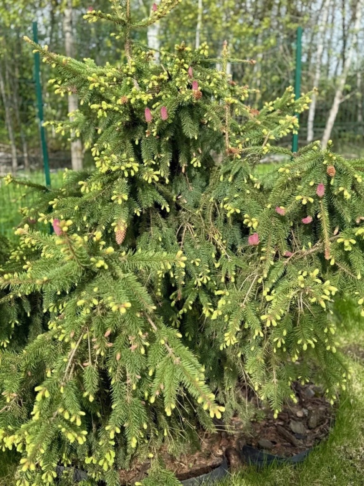 Ель с молодыми шишками крупным планом