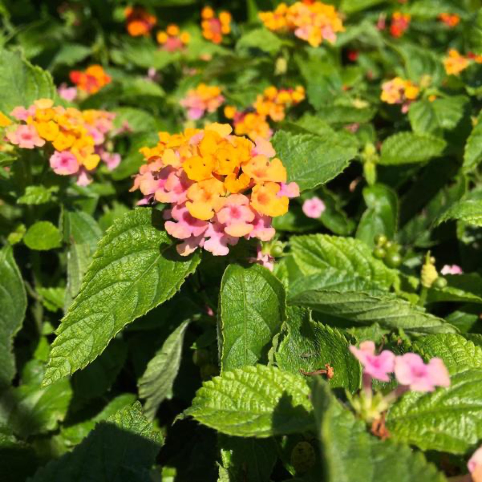 Лантана Gem Compact Rose Quartz в открытом грунте