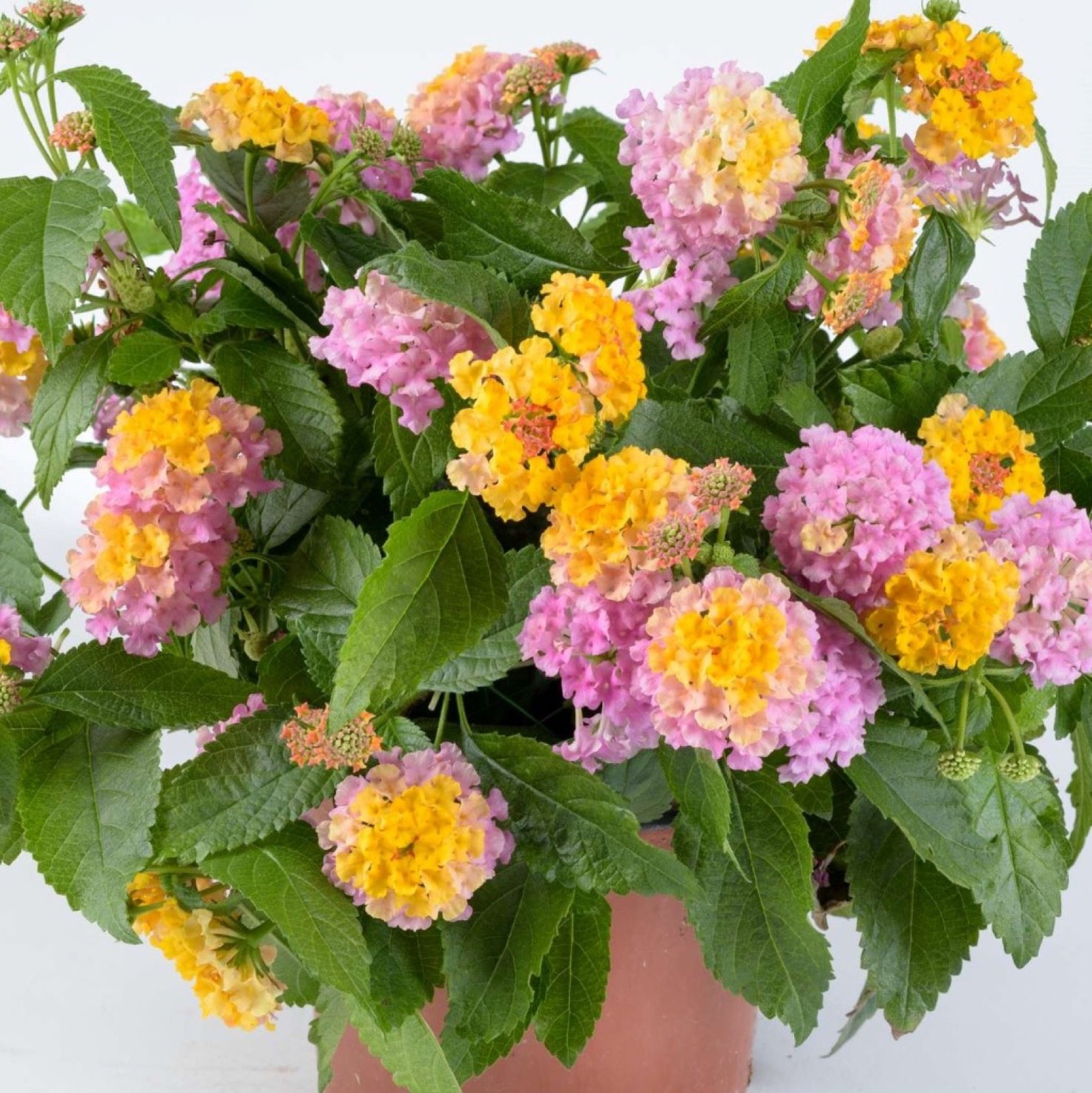 Лантана Gem Compact Rose Quartz в кашпо