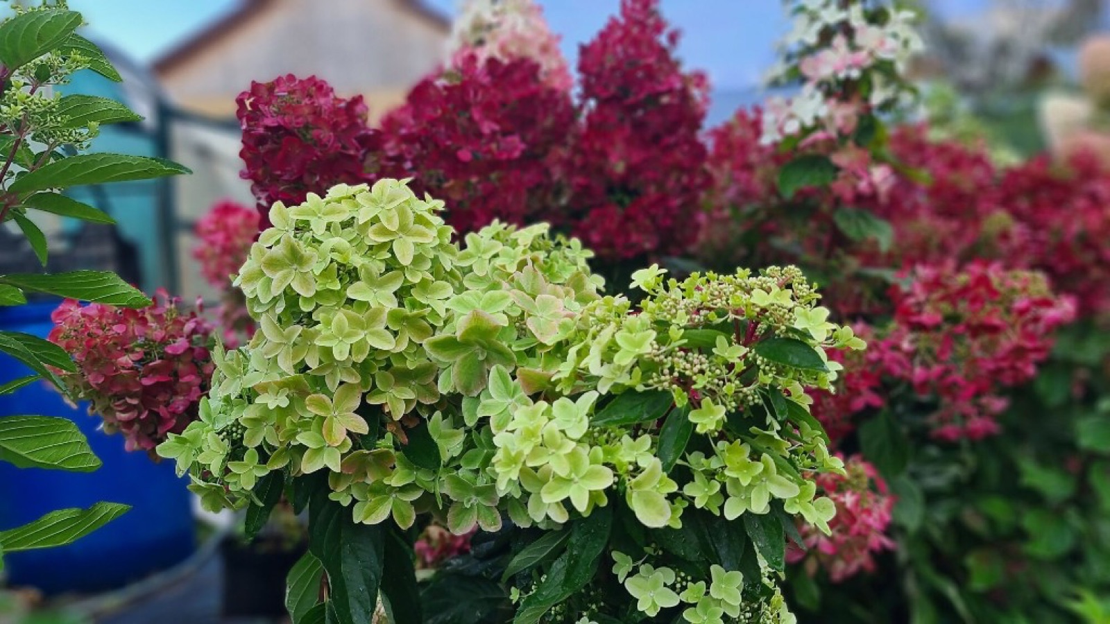 Гортензия метельчатая Metallica: лаймовые и бордовые метёлки