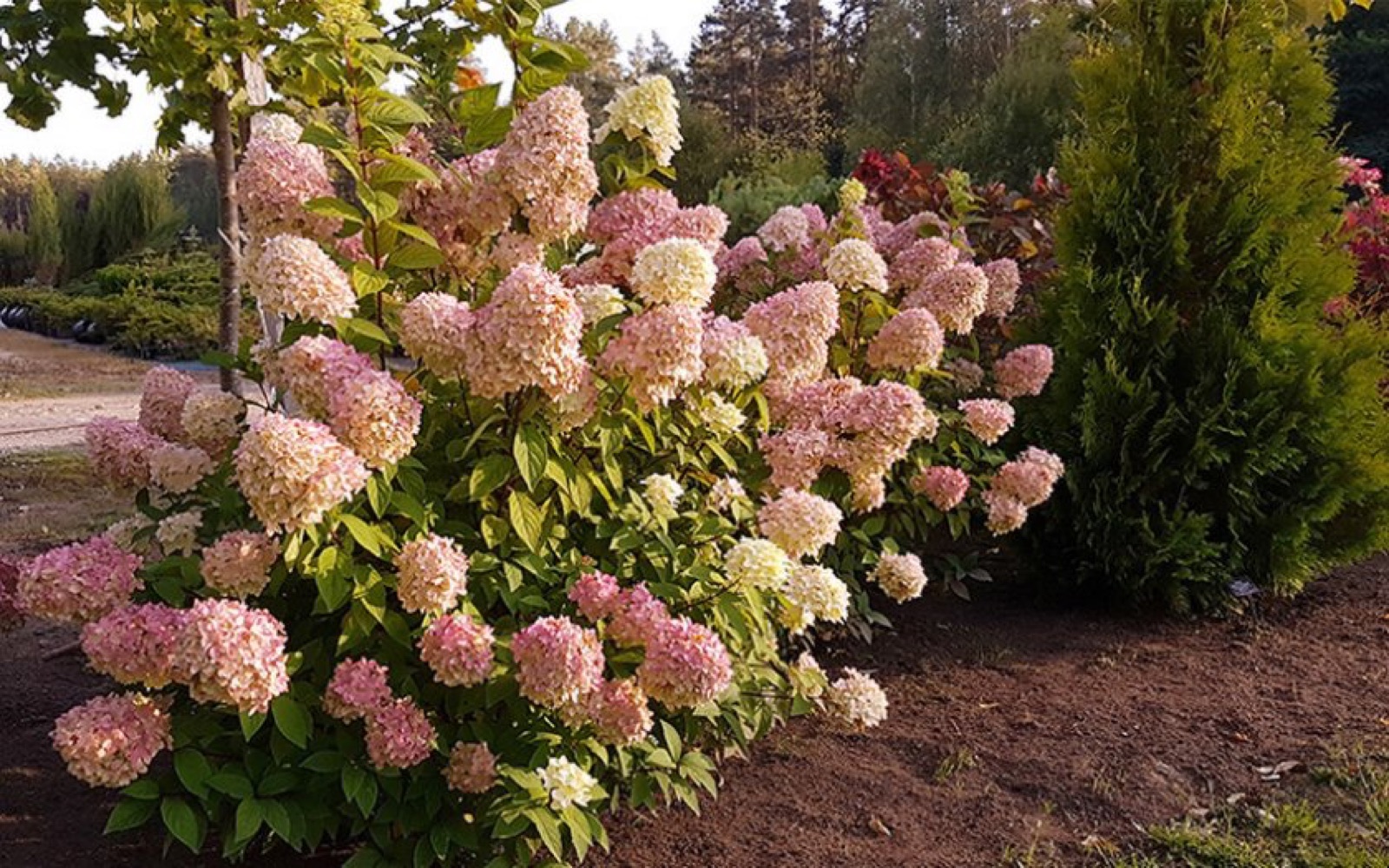 Куст гортензии Metallica в саду