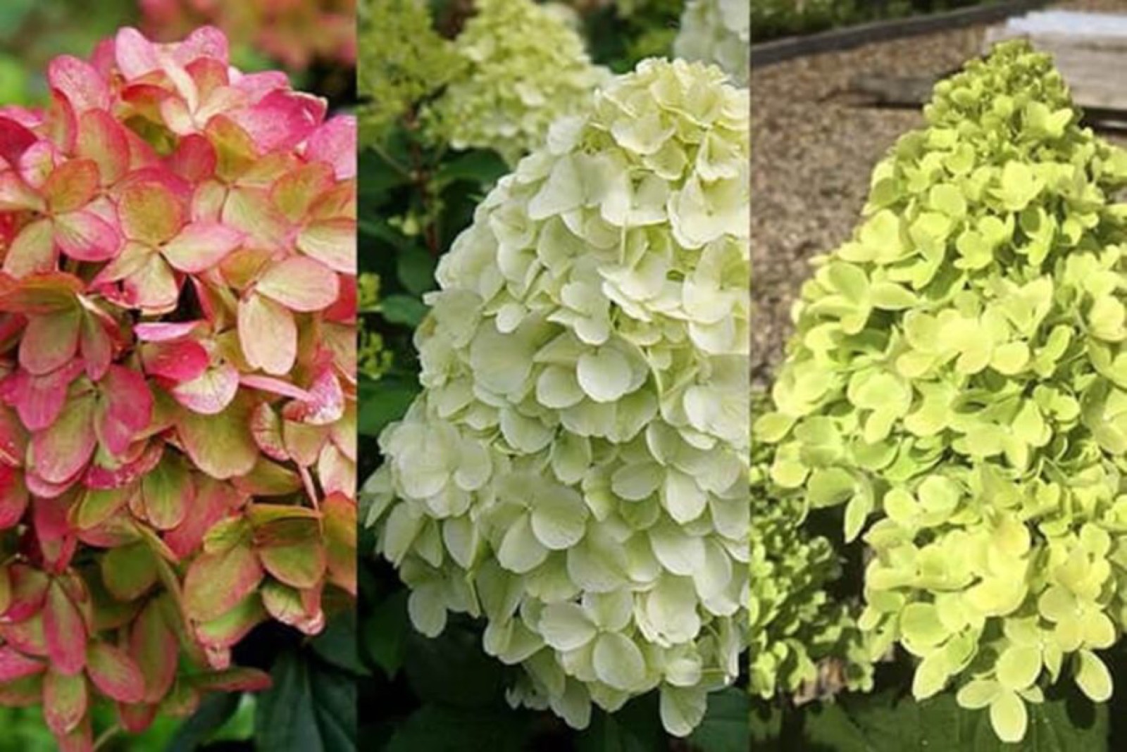 Смена окраски соцветий гортензии Metallica по сезону