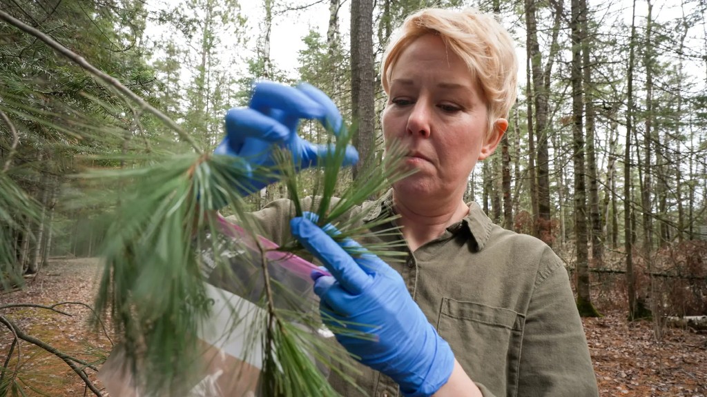 Ландшафт с хвойными: выезд специалиста и первичная диагностика на месте