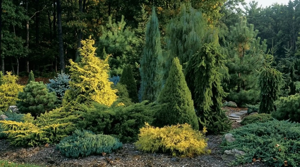 Здоровый ландшафт с хвойными: сохранение растений